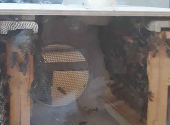 Grafika #9: Lekcja o pszczołach