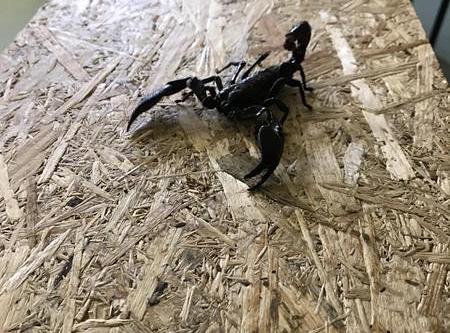 Grafika #4: Żywa lekcja przyrody