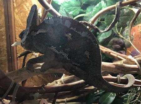 Grafika #6: Żywa lekcja przyrody