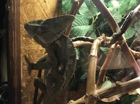 Grafika #8: Żywa lekcja przyrody