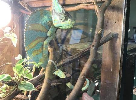 Grafika #9: Żywa lekcja przyrody