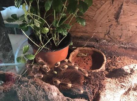 Grafika #14: Żywa lekcja przyrody