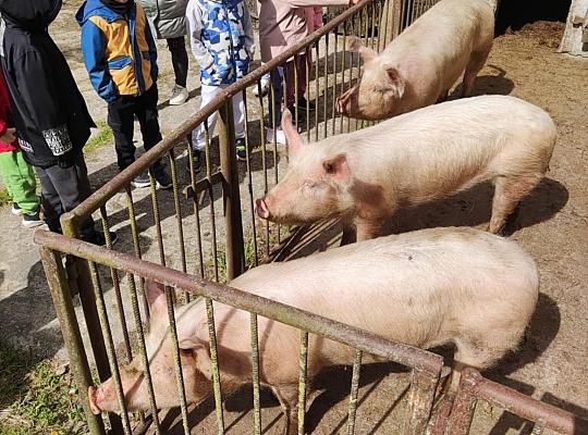10. Wycieczka przedszkolaków do agroturystyki „Sołtysówka”
