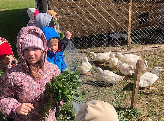 2. Wycieczka przedszkolaków do agroturystyki „Sołtysówka”