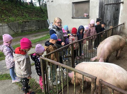 4. Wycieczka przedszkolaków do agroturystyki „Sołtysówka”