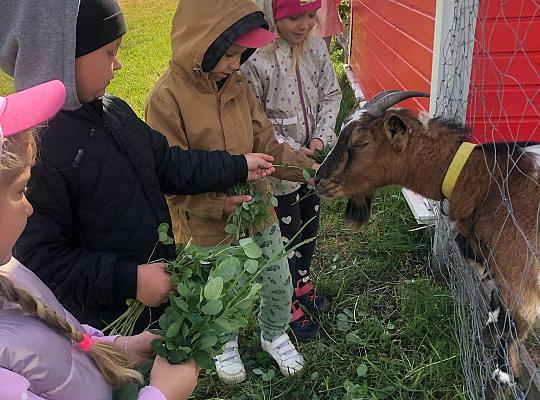 8. Wycieczka przedszkolaków do agroturystyki „Sołtysówka”